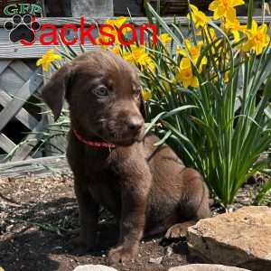 Jackson, Chocolate Labrador Retriever Puppy